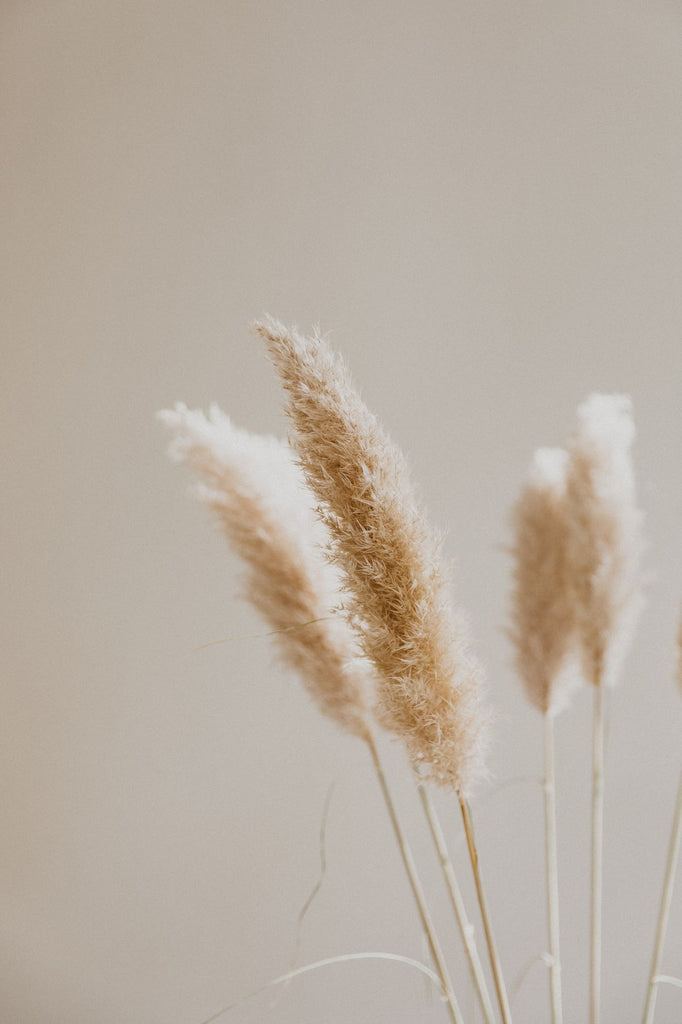 Dried Flowers pampas UK free delivery