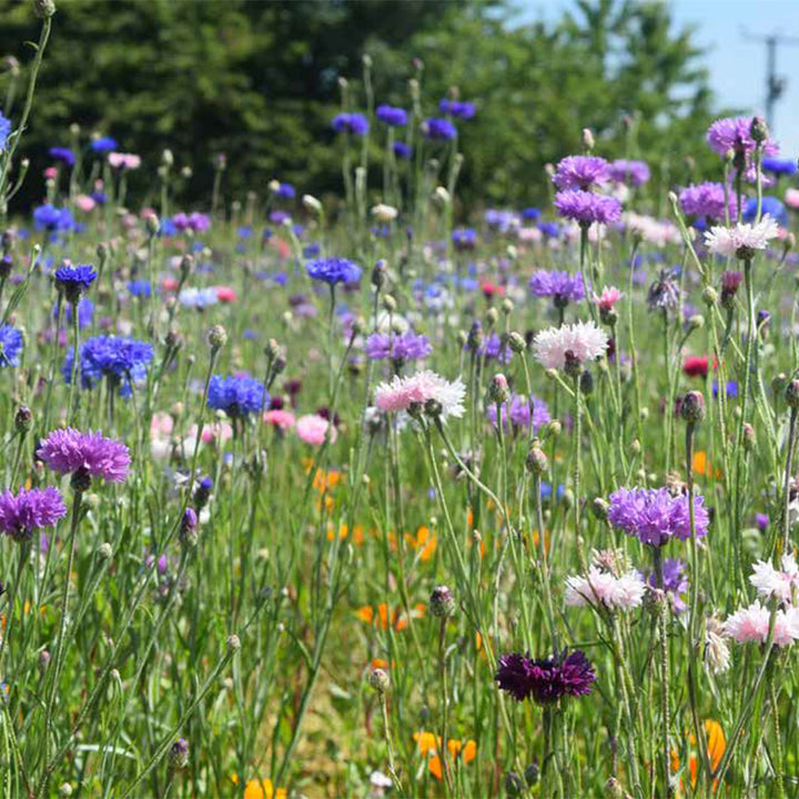 The Beauty of Wildflower Seed Wedding Favours