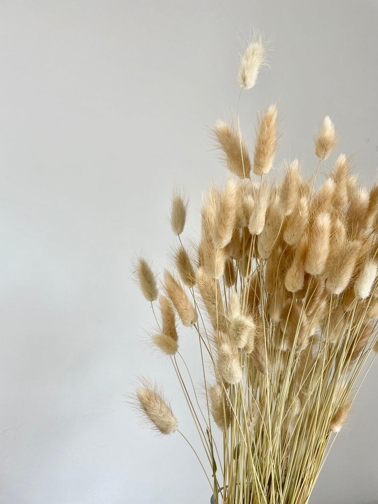 Bunny Tails 60cm natural dried lagurus bunch