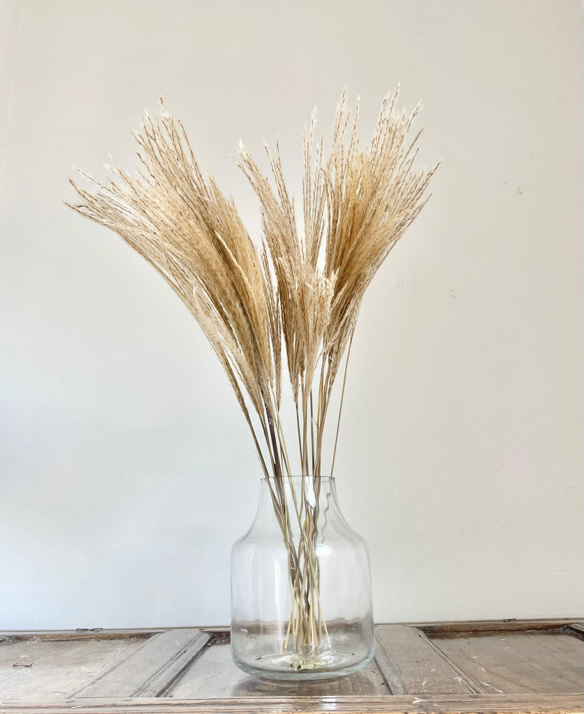 Pampas grass